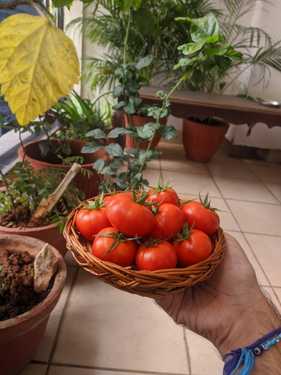 Some tomatoes I grew in my balcony